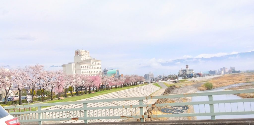 笛吹川土手の桜