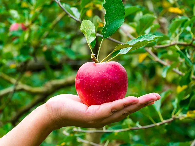 紅玉アップルパイ