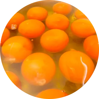 生クラシックショコラ