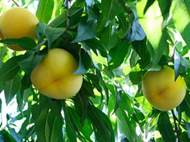 「黄美娘」ロールケーキ